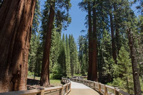 Yosemite National Park Unveils Newly Restored Mariposa Grove Valley