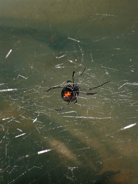 Black Widow Control Magic Pest And Lawn Austin Tx