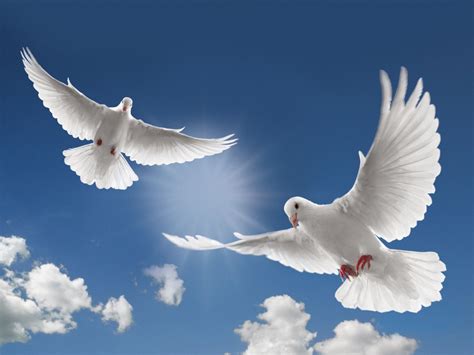 White Dove Bird Flying Photo Wallpaper 1400x1050 14530
