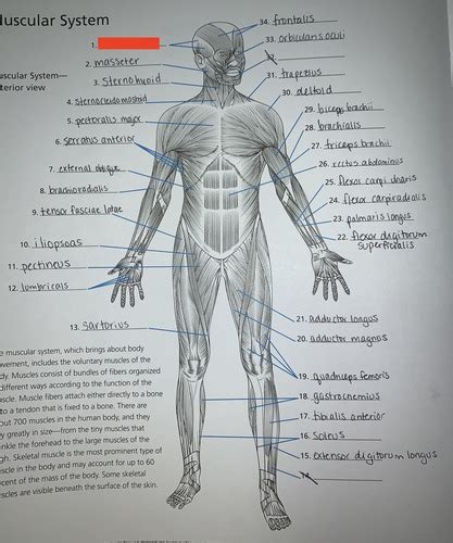 Muscular System Anterior View Flashcards Quizlet