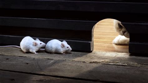White Mice Funny Photos Wallpapers Hd Desktop And Mobile Backgrounds