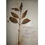 Herbarium Sheet Of Ceropegia Lawii Family Asclepiadaceae Photo 