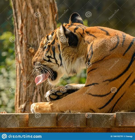 Tiger Portrait Licking His Foot On Wood Platform Stock