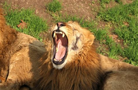 Lion Animal Free Photo On Pixabay Pixabay