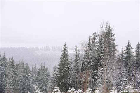 Beautiful View Of Conifer Forest On Snowy Day Stock Image Image Of
