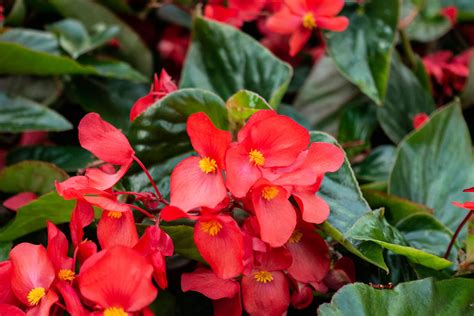 Plant Facts Begonia