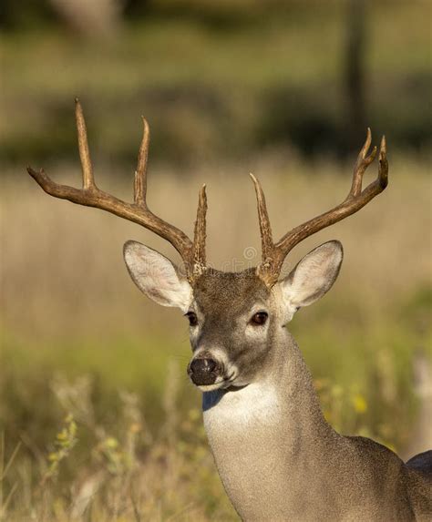 Whitetail Deer Buck In Texas Farmland Stock Image Image Of Coast