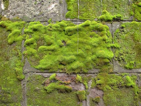Green Moss Wall Texture