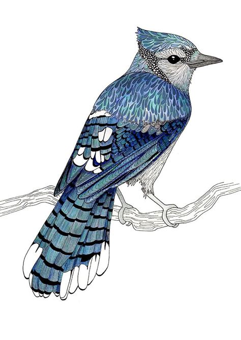 Blue Jay Bird Illustration Art Print Blue Wall Art Bird Lover T