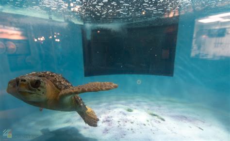 South Carolina Aquarium Charleston SC Com