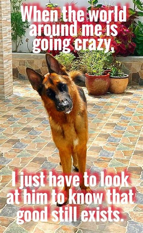 Pin By Tc Ares On Ares He Had Me At Woof German Shepherd Dogs German