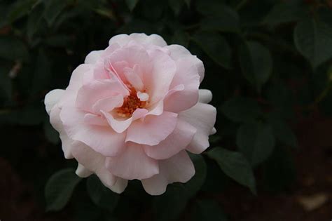 A whiter shade of pale is the debut song by the british band procol harum, released 12 may 1967. Rose 'A Whiter Shade of Pale' - Riverside Garden Centre