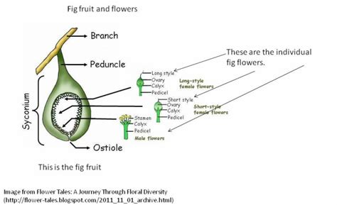 Flowers And Fruit How And Why Plants Produce Some Of Our Favorite Foods Discovery Express
