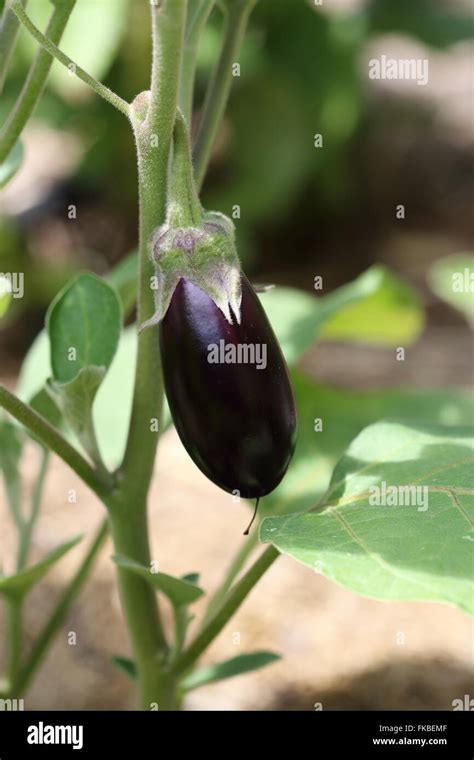 Homegrown Purple Aubergine Brinjal Or Eggplant Stock Photo Alamy