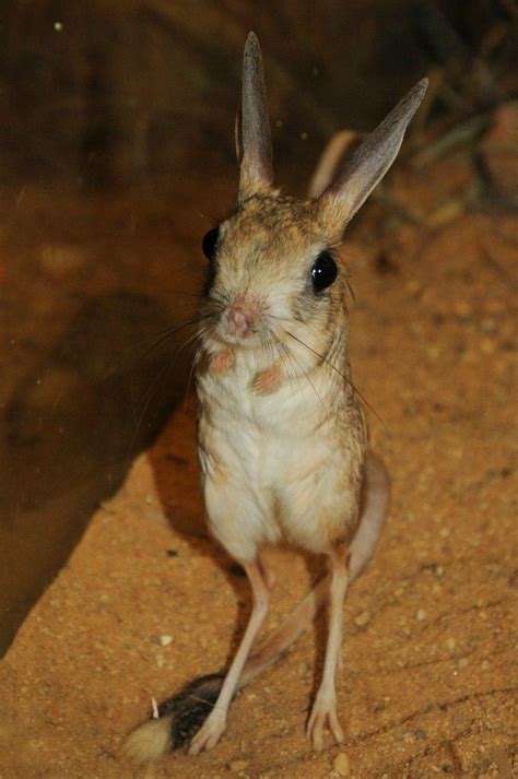 The Four Toed Jerboa Its Hind Legs Are 4x The Length Of
