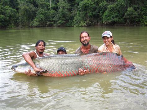 Guyanas Giant Arapaima The Largest Freshwater Fish In South America