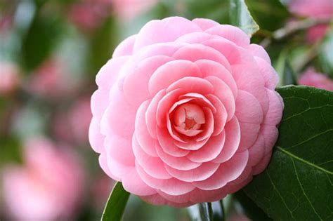 Camellia Japonica Pink Perfection