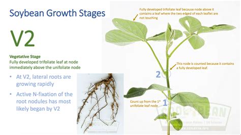Understanding Soybean Growth And Development How To Properly Growth