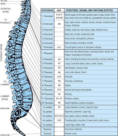 This diagram shows an oval labeled fiber backbone with this description: All About Spinal Disc Problems | Pre-Owned Inventory
