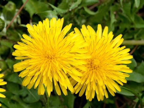 Taraxacum Officinale Common Dandelion World Of Flowering Plants