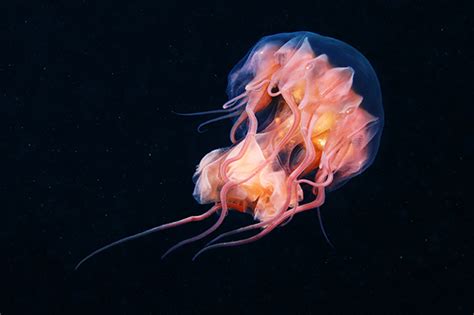 Magical Jellyfish Photographed By Marine Biologist Alexander Semenov