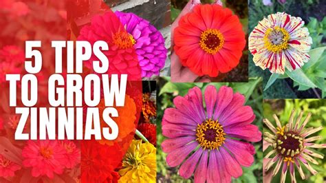 5 Tips To Grow Amazing Zinnias How To Grow Zinnias Cut Flower
