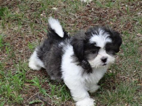 Americans got to breeding designer dogs in the 90s. Teddy Bear Puppies, 8 weeks, Adorable for Sale in Weston ...