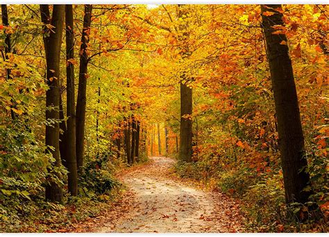 Wall26 Removable Wall Stickerwall Mural Autumn Fall Orange