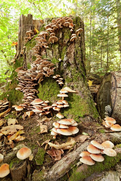 Mushrooms Growing On A Tree Stump In The Forest Near