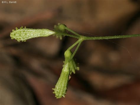 Commicarpus Chinensis Subsp Chinensis
