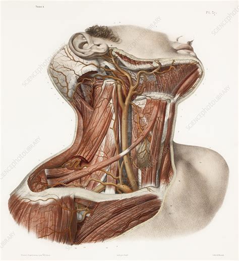 Neck Vascular Anatomy Historical Artwork Stock Image C009 8089
