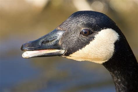 Canada Goose Portrait Close Up Head Black White Looking Bird