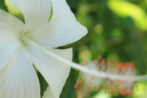 White Gumamela Flower Free Stock Photo Public Domain Pictures