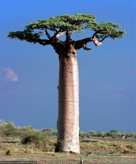Баобаб Дерево Фото Где Растет Описание Telegraph