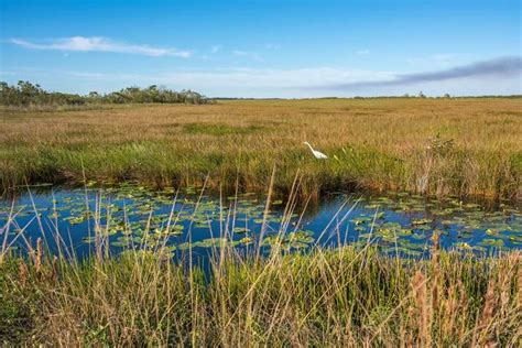 100 Extraordinary Facts About The Florida Everglades Florida Travel