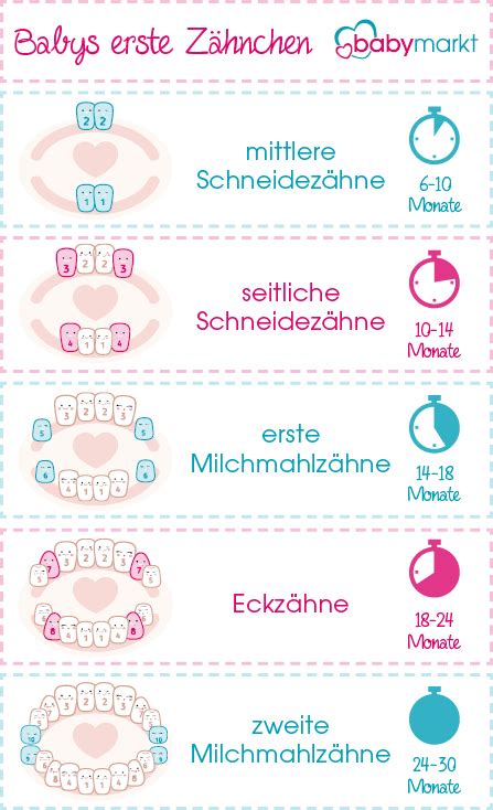 Ab wann zahnen babys ? Babys erste Zähnchen - babymarkt.de