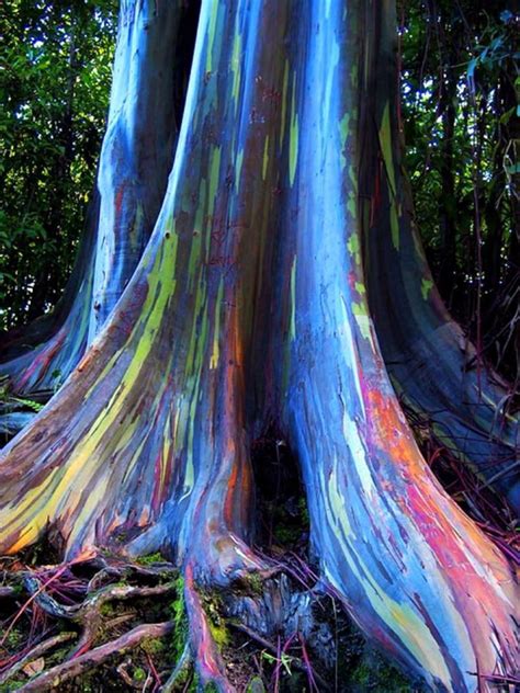 Creative Visual Art Photos Of Amazing Trees
