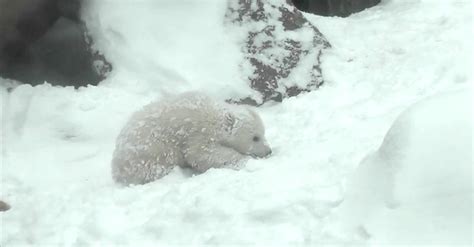 Baby Polar Bear Experiences Snow For The First Time