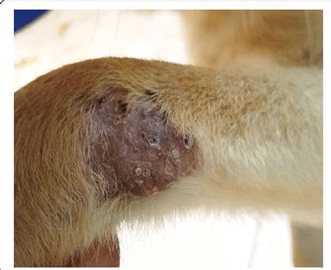 Cutaneous Skin Lesion Over The Carpus In Dog Case No 1 Infected With
