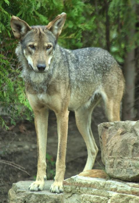 Return Of The Red Wolf Rwssp Of The Month Akron Zoo Host Of 2014