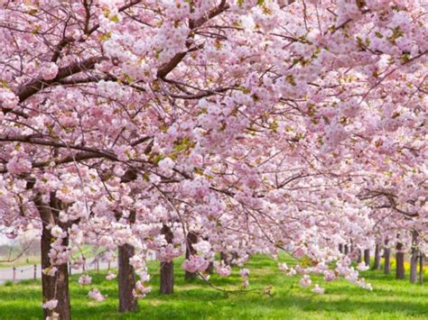 El Árbol De Cerezo O Sakura De Muy Bellas Flores