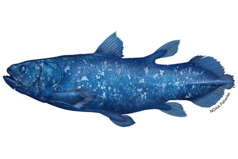 African Coelacanth Noaa Fisheries