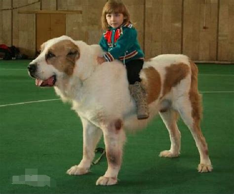 世界最強牧羊犬，其貌不揚卻可擊敗藏獒：中亞牧羊犬真神 每日頭條