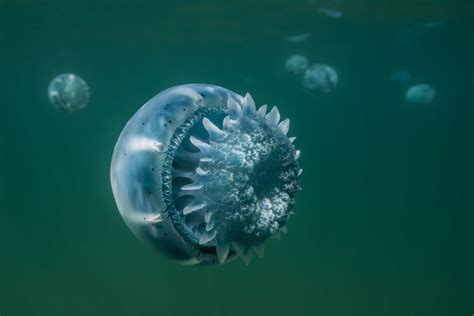 Cannonball Jellyfish Facts