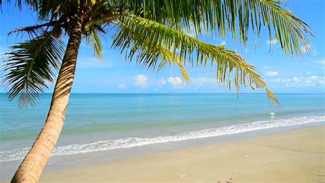 Video Uhd Palm Trees Tropical Beach And Warm Sea Sunny Day In