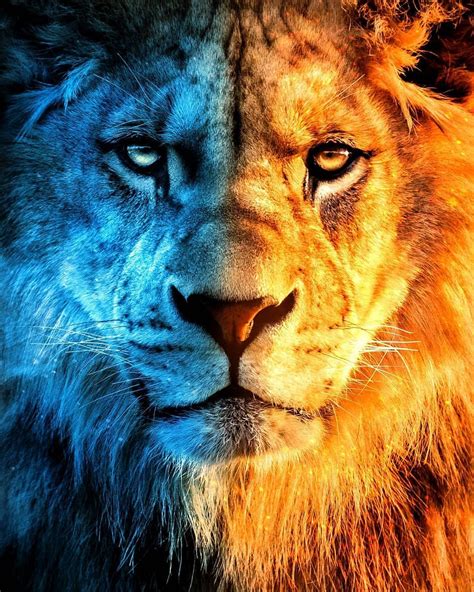 Pin By Animals King On Lion Wild Animal Wallpaper Lion Pictures