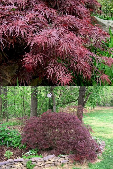 Buy Crimson Queen Dwarf Japanese Maple Tree For Sale