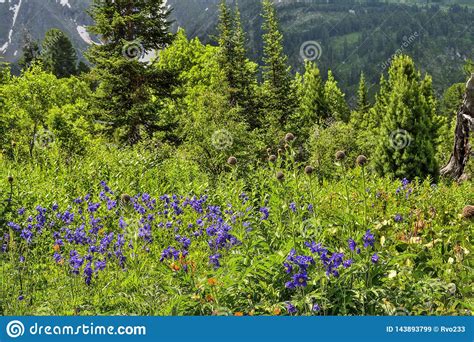 Picturesque View Of Blooming Alpine Meadow And Mountain Glaciers Stock