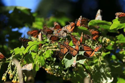 Invitan A Visitar Santuarios De La Mariposa Monarca