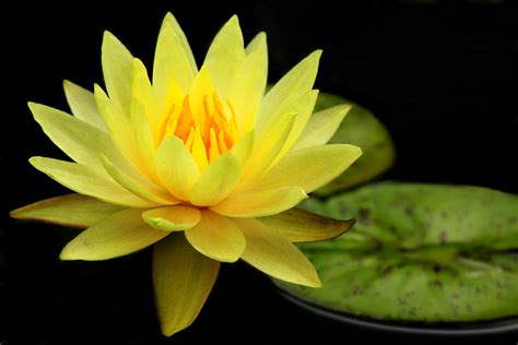 Yellow Water Lily Photograph By Elizabeth Budd Fine Art America